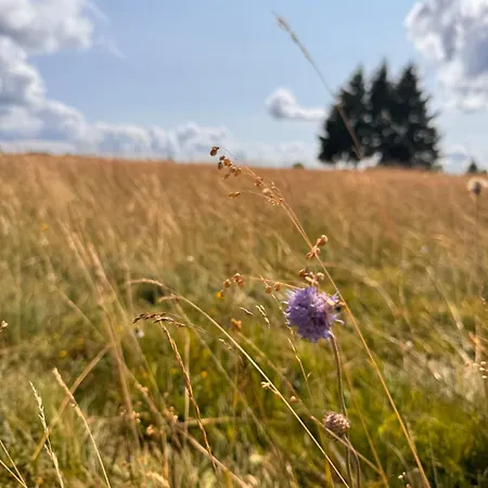 Willa Topli Kutak Golija