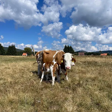 Topli Kutak Golija Willa Novi Pazar