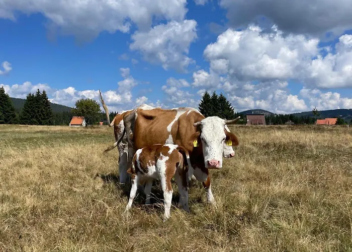 Topli Kutak Golija 빌라 노비파자르